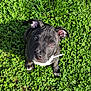 dog, puppy, black_dog, grass, clover, outdoor, close_up, looking_up, brown_eyes, floppy_ear, wet_nose, paw, white_chest, sunlight, shadow, collar, white_object, cute, pet, nature