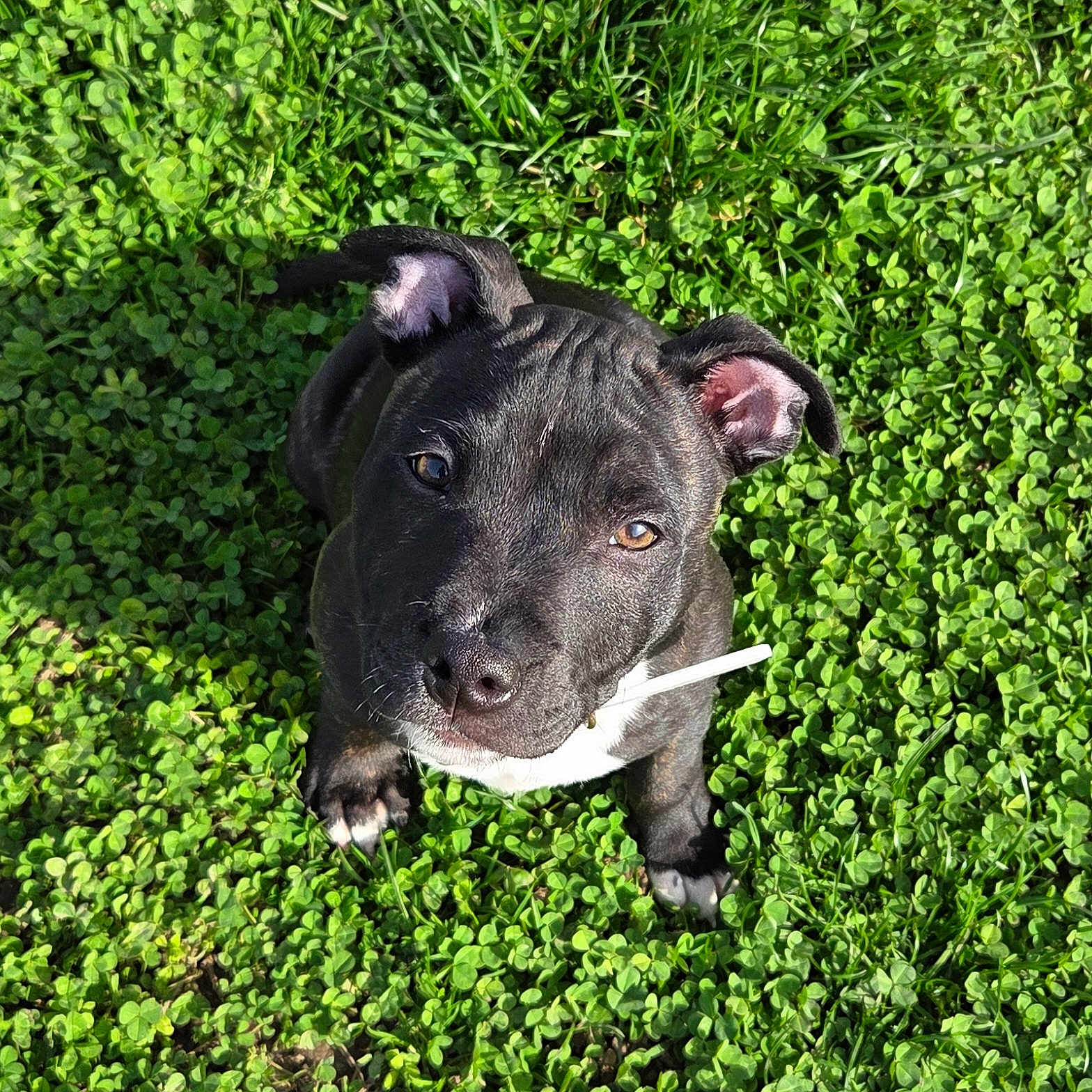 Arkhann a rejoint le concours — aidez-le/la à gagner de superbes lots ! black_dog, brown_eyes, close_up, clover, collar, cute, dog, floppy_ear, grass, looking_up, nature, outdoor, paw, pet, puppy, shadow, sunlight, wet_nose, white_chest, white_object