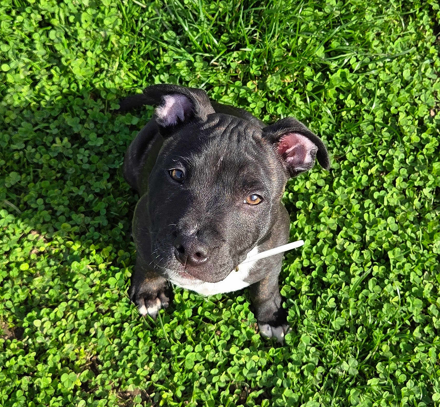 Arkhann a rejoint le concours — aidez-le/la à gagner de superbes lots ! dog, puppy, black_dog, grass, clover, outdoor, close_up, looking_up, brown_eyes, floppy_ear, wet_nose, paw, white_chest, sunlight, shadow, collar, white_object, cute, pet, nature