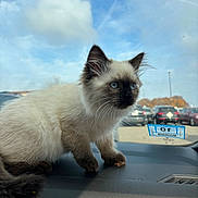 Mimi joined the competition — help win amazing prizes! animal, blue_eyes, car_interior, cat, clouds, curious, dashboard, face, feline, fluffy, fur, kitten, parking_lot, paw, pet, siamese, sky, whiskers, window, young