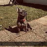 Aïko participe au concours pour gagner de l'argent avec cette photo : animal, backyard, brick_wall, canine, collar, companion, concrete, cute, daylight, dog, french_bulldog, grass, outdoor, patio, pet, shadow, sitting, small_table, sunlight, table