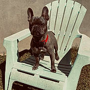 Aïko a rejoint le concours — aidez-le/la à gagner de superbes lots ! animal, backyard, canine, collar, daytime, dog, domestic_animal, french_bulldog, grass, lawn_chair, nature, outdoor, pet, plastic_chair, shadow, single_dog, standing, summer, sunlight, wall