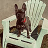 animal, backyard, canine, collar, daytime, dog, domestic_animal, french_bulldog, grass, lawn_chair, nature, outdoor, pet, plastic_chair, shadow, single_dog, standing, summer, sunlight, wall