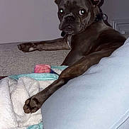 Aïko participe au concours pour gagner de l'argent avec cette photo : animal, blanket, carpet, collar, couch, cozy, dog, ears, flash, french_bulldog, fur, home, indoor, looking_back, paw, pet, pillow, relaxed, resting, wide_eyes