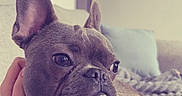 Aïko participe au concours pour gagner de l'argent avec cette photo : animal, blanket, collar, companionship, couch, cozy, dog, domestic, ears, face, french_bulldog, fur, hand, home, indoor, looking_away, pet, relaxed, snout, texture