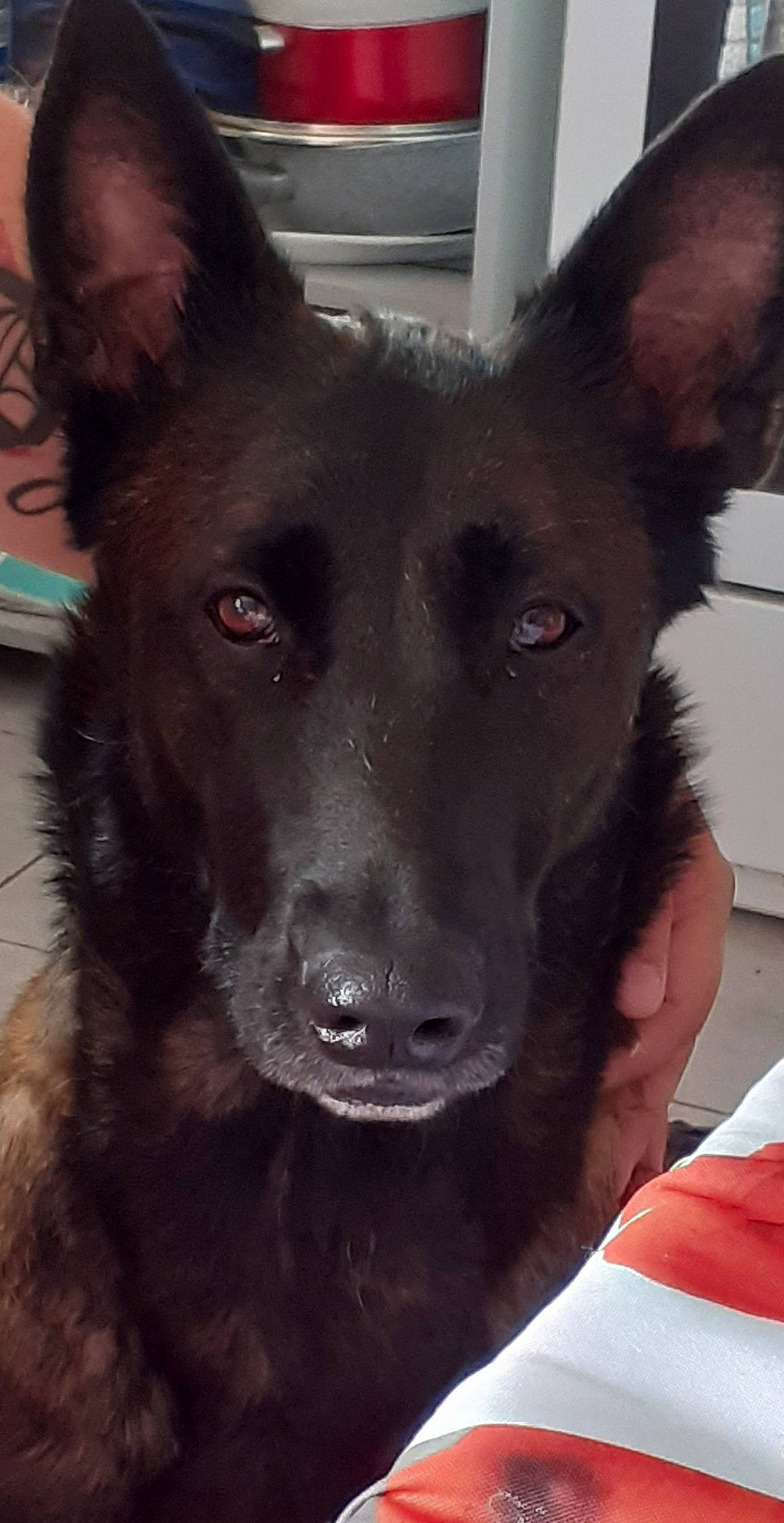 Destiny a rejoint le concours — aidez-le/la à gagner de superbes lots ! belgian_shepherd, belgian_shepherd_malinois, black_norwegian_elkhound, bohemian_shepherd, canidae, carnivore, dog, dog_breed, dutch_shepherd_dog, formosan_mountain_dog, king_shepherd, kunming_wolfdog, mammal, rare_breed_dog, shiloh_shepherd_dog, snout, vertebrate