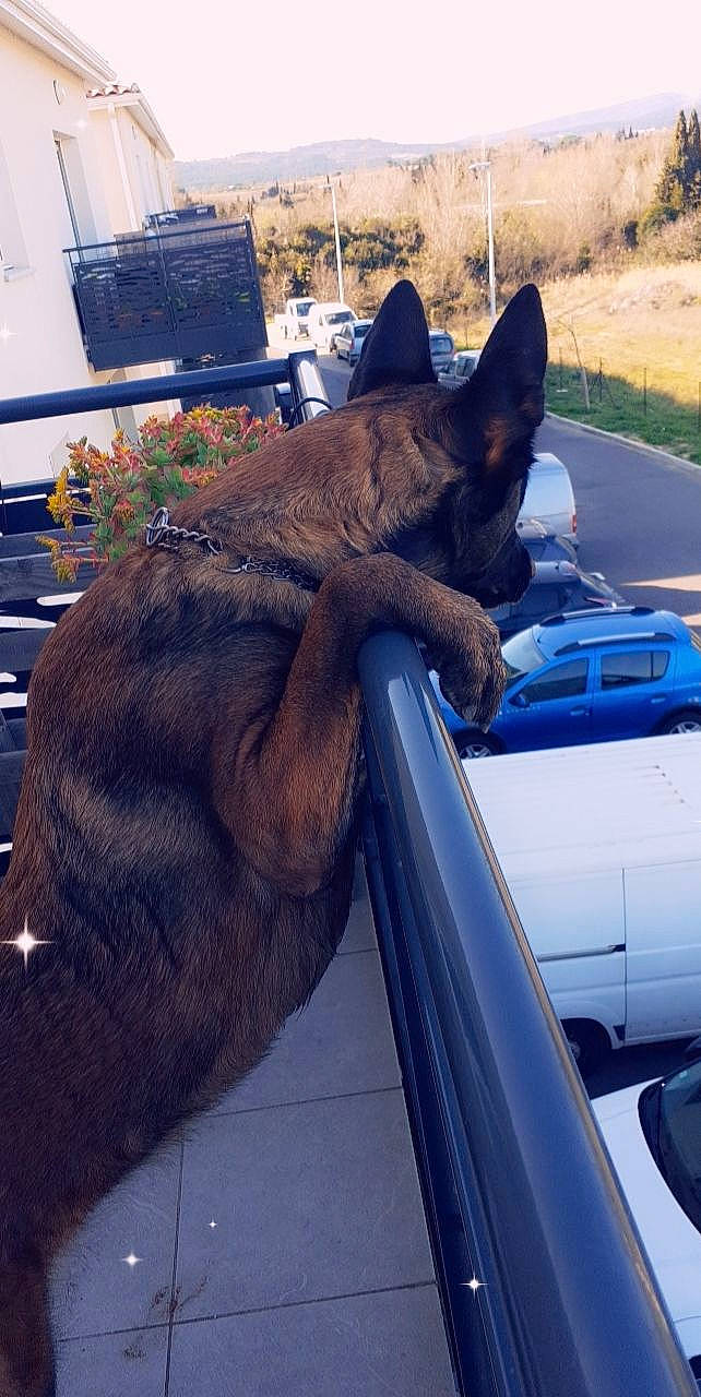 Destiny participe au concours pour gagner de l'argent avec cette photo : canidae, carnivore, cat, dutch_shepherd_dog, fawn, felidae, small_to_medium_sized_cats, snout, tail, whiskers