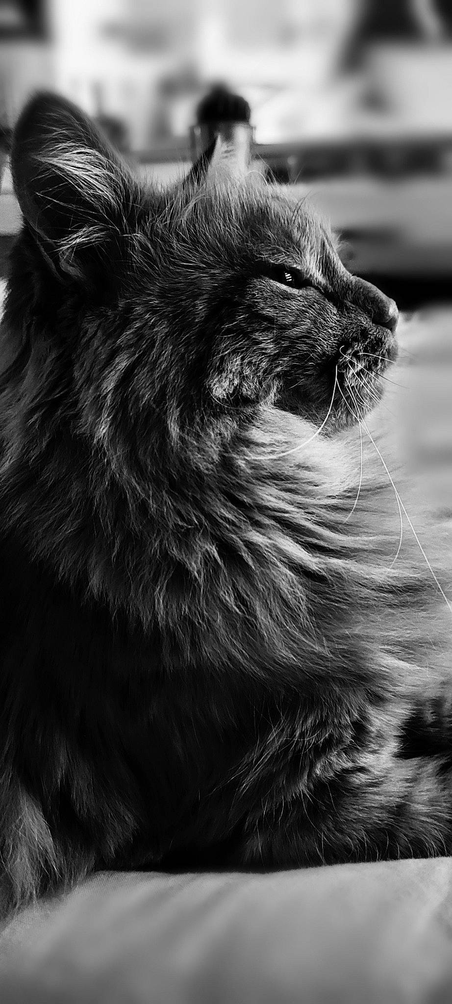 Chanelle participe au concours pour gagner de l'argent avec cette photo : black_cat, carnivore, cat, close_up, felidae, fur, grey, maine_coon, monochrome, monochrome_photography, small_to_medium_sized_cats, snout, style, terrestrial_animal, whiskers