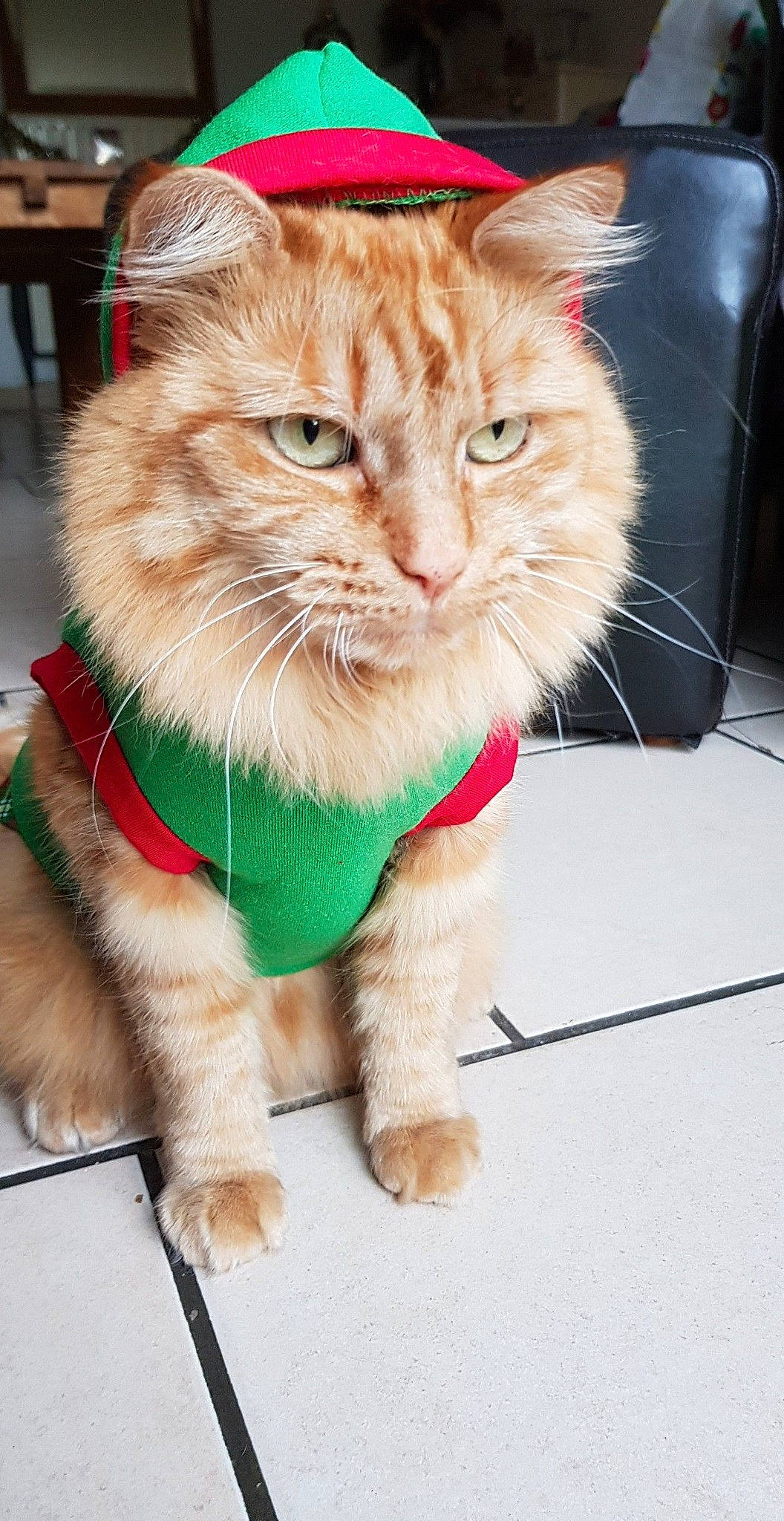 Chanelle participe au concours pour gagner de l'argent avec cette photo : carnivore, cat, claw, collar, domestic_short_haired_cat, event, fashion_accessory, fawn, felidae, fur, grass, leash, paw, pet_supply, small_to_medium_sized_cats, snout, tail, terrestrial_animal, whiskers, working_animal