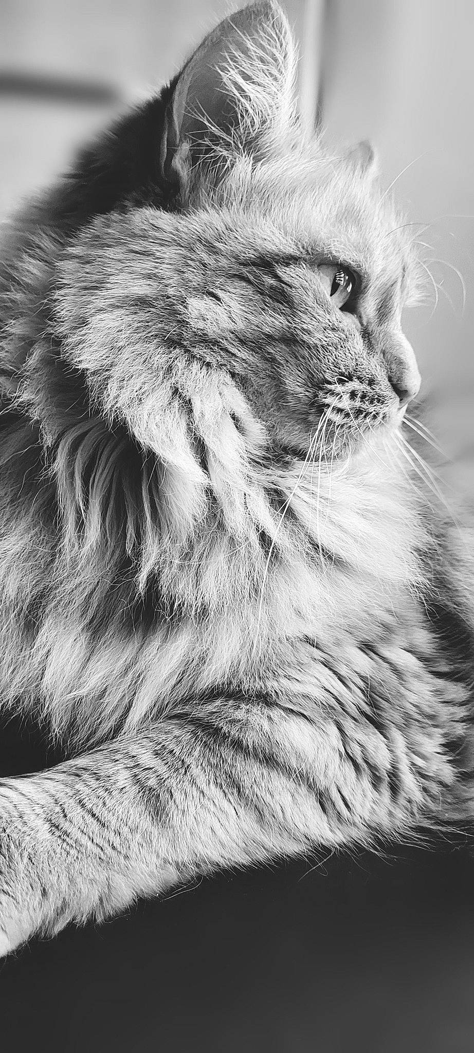 Chanelle participe au concours pour gagner de l'argent avec cette photo : black_and_white, carnivore, cat, close_up, eye, fang, felidae, fur, grey, head, monochrome, monochrome_photography, paw, small_to_medium_sized_cats, snout, stock_photography, style, terrestrial_animal, whiskers, wildlife