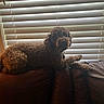 dog, curly_coat, brown_dog, pet, animal, couch, sofa, indoors, window, blinds, home, seated, collar, tag, fluffy, portrait, backlighting, dim_lighting, living_room, relaxed
