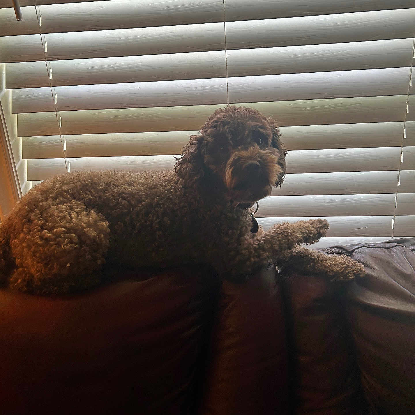 Cocoa