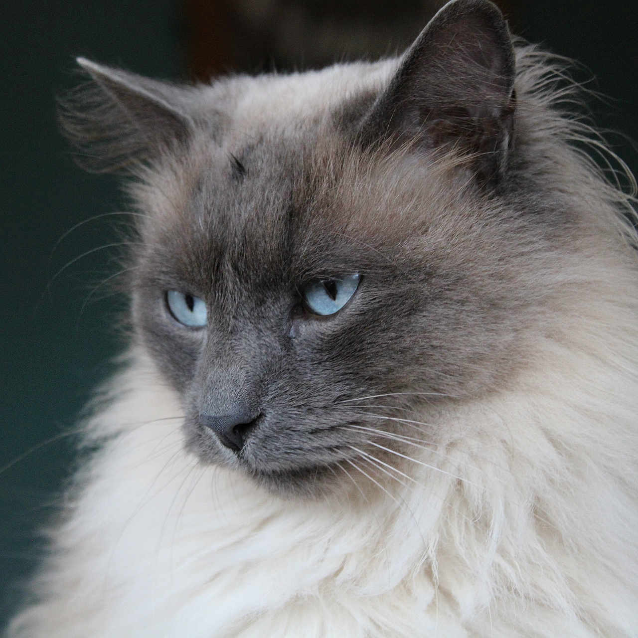 Plume participe au concours pour gagner de l'argent avec cette photo : animal, animal_portrait, blue_eyes, calm, cat, close_up, cute, domestic_cat, feline, fluffy, gray, indoor, long_hair, looking_away, mammal, pet, portrait, soft_fur, whiskers, white