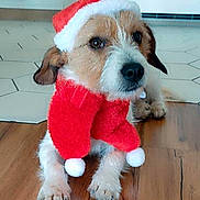 Violette participe au concours pour gagner de l'argent avec cette photo : dog, pet, animal, indoor, holiday, christmas, santa_hat, scarf, cute, brown_and_white, floor, wooden_floor, tile_floor, looking, lying_down, festive, costume, close_up, fur, ears