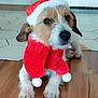 dog, pet, animal, indoor, holiday, christmas, santa_hat, scarf, cute, brown_and_white, floor, wooden_floor, tile_floor, looking, lying_down, festive, costume, close_up, fur, ears