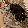 Adès a rejoint le concours — aidez-le/la à gagner de superbes lots ! animal, black, blanket, brindle, brown, companion, cozy, curled_up, dog, floor, harness, indoor, looking_up, pet, plush_toy, resting, tile, toy, watermelon_toy, white_marking