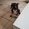 Adès a rejoint le concours — aidez-le/la à gagner de superbes lots ! dog, indoor, tile_floor, toy, rope_toy, pet, playful, brown_dog, white_chest, ears_up, happy, looking_at_camera, floor, animal, domestic, cute, young_dog, smiling, resting, house