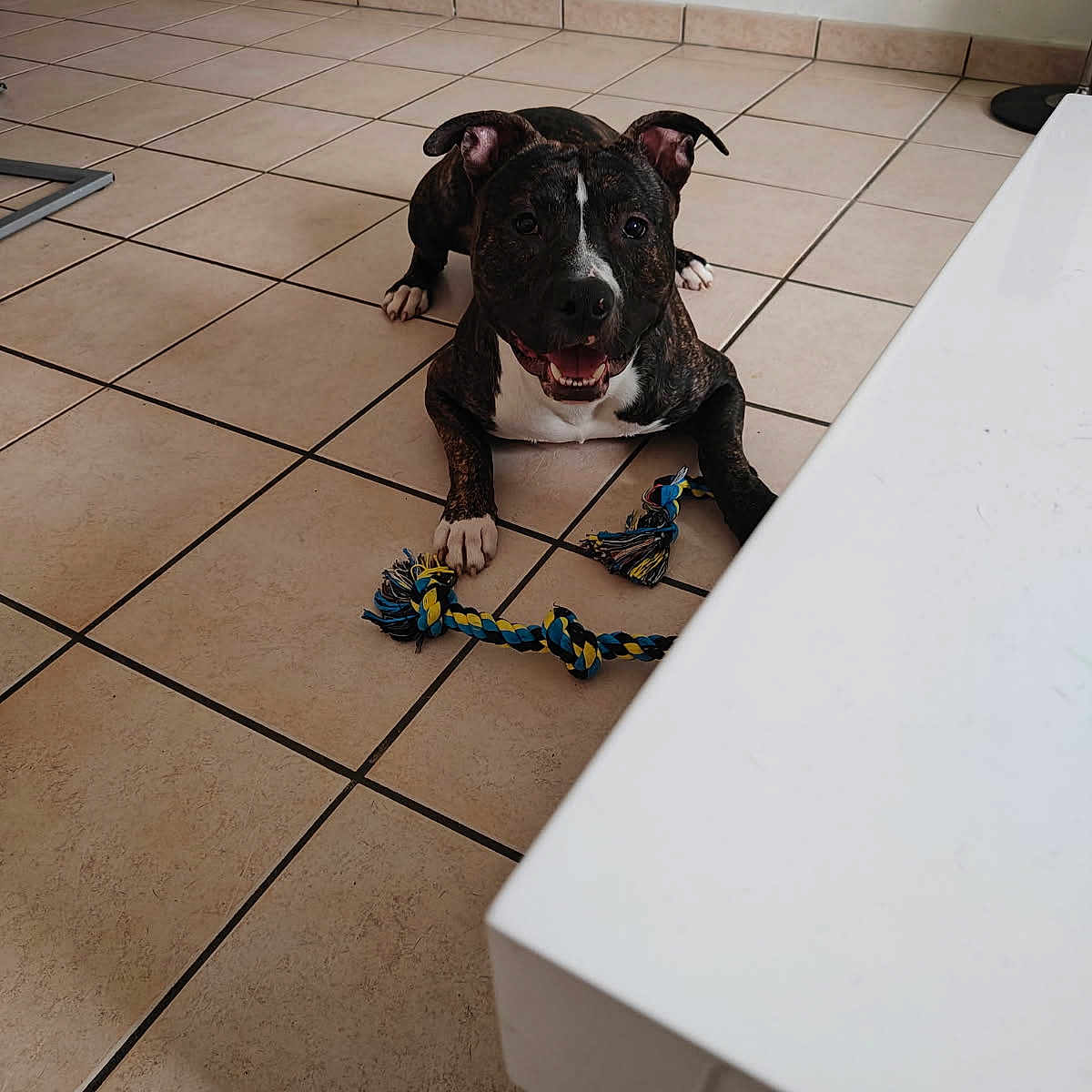 Adès a rejoint le concours — aidez-le/la à gagner de superbes lots ! dog, indoor, tile_floor, toy, rope_toy, pet, playful, brown_dog, white_chest, ears_up, happy, looking_at_camera, floor, animal, domestic, cute, young_dog, smiling, resting, house