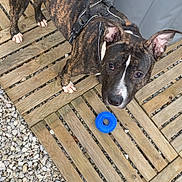 Adès a rejoint le concours — aidez-le/la à gagner de superbes lots ! animal, blue_toy, brindle, canine, close_up, daylight, dog, domestic_animal, ears_up, fur, gravel, harness, looking_up, outdoor, paws, pet, playful, snout, standing, wooden_deck