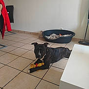 Adès participe au concours pour gagner de l'argent avec cette photo : dog, brindle, toy, floor, tile, dog_bed, blanket, chair, jacket, red_jacket, living_room, pet, laying_down, domestic_animal, indoor, furniture, relaxed, animal, canine, home