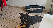 Adès participe au concours pour gagner de l'argent avec cette photo : animal, blanket, brindle, canine, chair, dog, dog_bed, domestic_animal, floor, furniture, home, indoor, jacket, laying_down, living_room, pet, red_jacket, relaxed, tile, toy