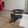 dog, brindle, toy, floor, tile, dog_bed, blanket, chair, jacket, red_jacket, living_room, pet, laying_down, domestic_animal, indoor, furniture, relaxed, animal, canine, home