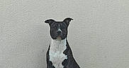 Adès a rejoint le concours — aidez-le/la à gagner de superbes lots ! dog, black_and_white, sitting, plastic_chair, wooden_surface, wall, pet, animal, indoors, quiet, still_life, portrait, furniture, domestic_animal, companionship, watchful, alone, calm, resting, home
