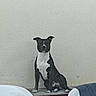 Adès a rejoint le concours — aidez-le/la à gagner de superbes lots ! dog, black_and_white, sitting, plastic_chair, wooden_surface, wall, pet, animal, indoors, quiet, still_life, portrait, furniture, domestic_animal, companionship, watchful, alone, calm, resting, home