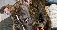 Adès participe au concours pour gagner de l'argent avec cette photo : dog, brindle, pet, animal, chewing, toy, couch, leather, close_up, indoor, blanket, brown, black, white_marking, ears, face, paw, resting, cute, domestic_animal