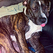 Adès a rejoint le concours — aidez-le/la à gagner de superbes lots ! dog, brindle, sleeping, tongue_out, couch, leather, blanket, indoor, pet, paw, relaxed, resting, animal, cute, snout, fur, domestic_animal, companion, cozy, lazy
