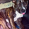 dog, brindle, sleeping, tongue_out, couch, leather, blanket, indoor, pet, paw, relaxed, resting, animal, cute, snout, fur, domestic_animal, companion, cozy, lazy
