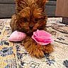 puppy, dog, brown_fur, cute, toy, pink_flower, pink_pillow, carpet, indoor, pet, small_dog, fluffy, lying_down, close_up, adorable, animal, domestic_animal, home, soft_toy, curious