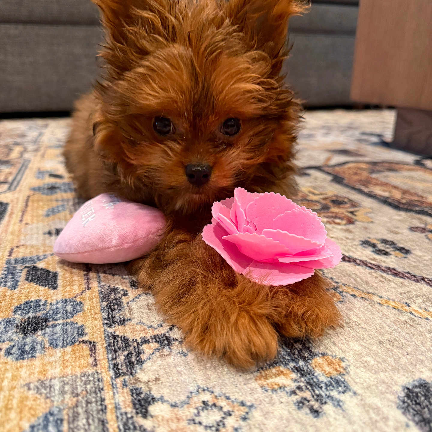 Reese is registered to the contest to win money with this photo: puppy, dog, brown_fur, cute, toy, pink_flower, pink_pillow, carpet, indoor, pet, small_dog, fluffy, lying_down, close_up, adorable, animal, domestic_animal, home, soft_toy, curious