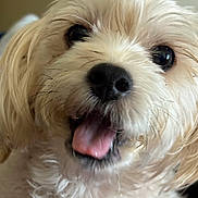 Toby is registered to the contest to win money with this photo: dog, close_up, tongue_out, fluffy, cute, pet, animal, happy, playful, fur, face, eyes, mouth, indoors, expression, canine, friendly, domestic_animal, adorable, portrait