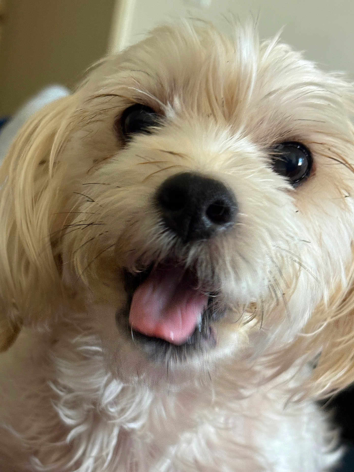 Toby