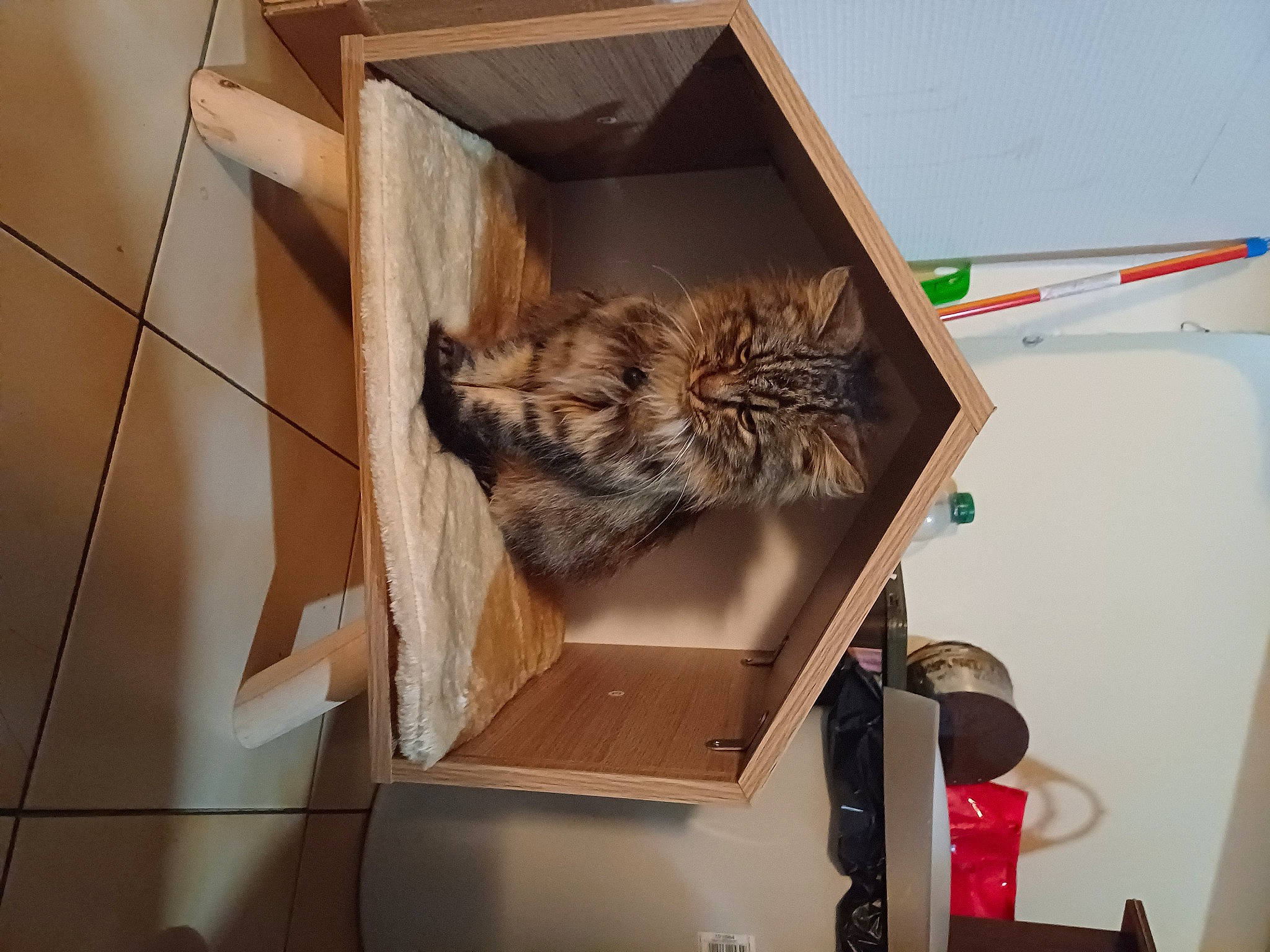 Ulla participe au concours pour gagner de l'argent avec cette photo : art, box, cardboard, carnivore, cat, domestic_short_haired_cat, fawn, felidae, flooring, fur, hardwood, metal, plywood, room, shelf, shelving, small_to_medium_sized_cats, tail, whiskers, wood