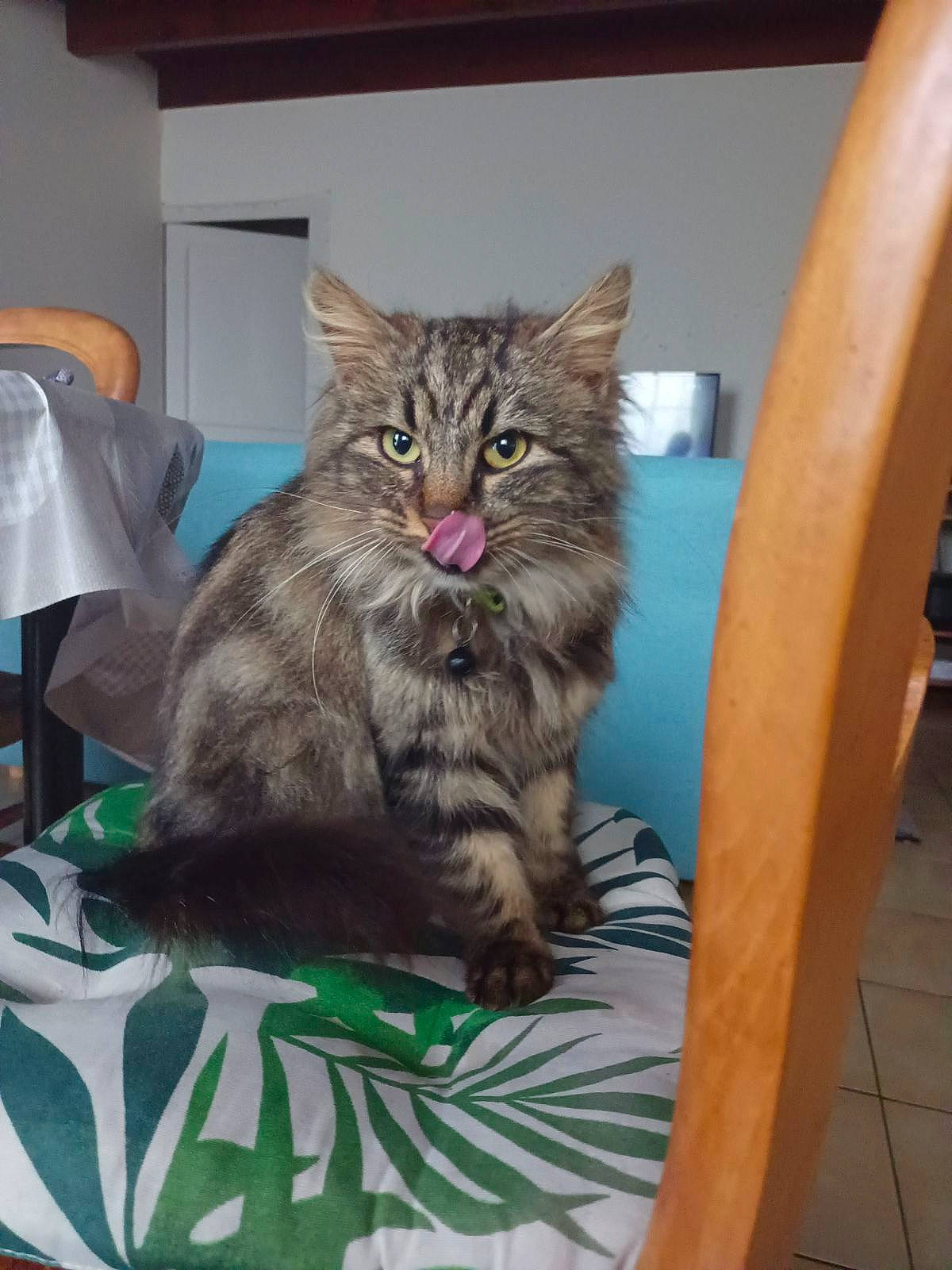 Ulla participe au concours pour gagner de l'argent avec cette photo : box, carnivore, cat, chair, claw, comfort, domestic_short_haired_cat, felidae, fur, lap, maine_coon, paw, sitting, small_to_medium_sized_cats, tail, whiskers, wood