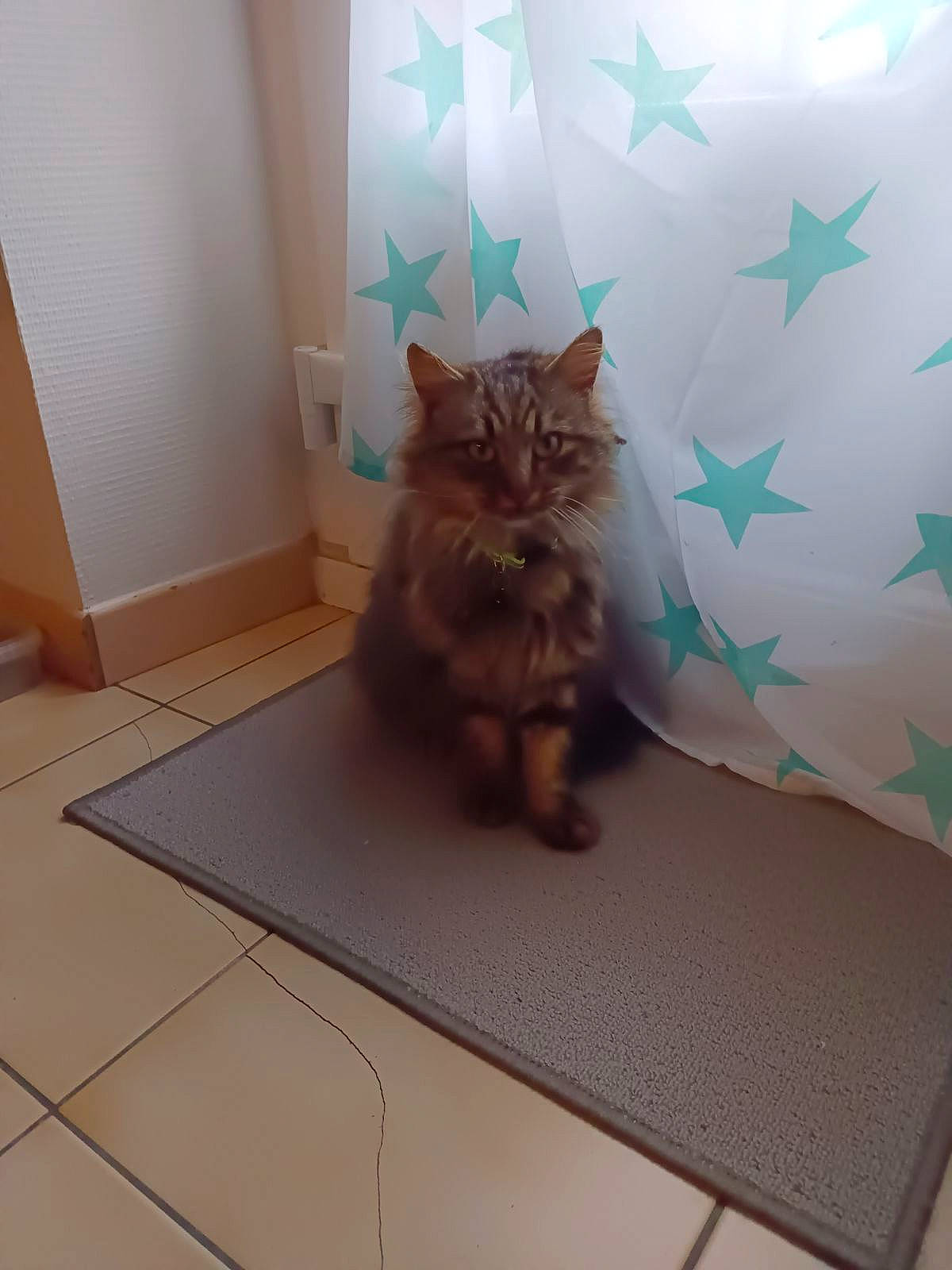 Ulla a rejoint le concours — aidez-le/la à gagner de superbes lots ! box, cabinetry, carnivore, cat, domestic_short_haired_cat, door, fawn, felidae, floor, flooring, fur, hardwood, pattern, paw, room, small_to_medium_sized_cats, square, tail, whiskers, wood