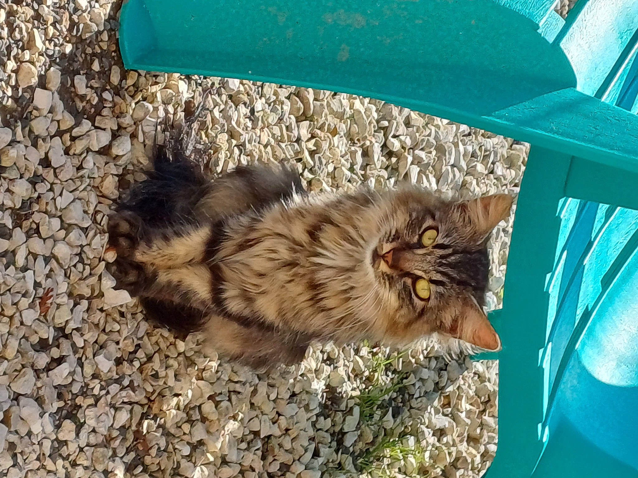 Ulla participe au concours pour gagner de l'argent avec cette photo : carnivore, cat, claw, domestic_short_haired_cat, fawn, felidae, fur, grass, paw, poultry, sand, small_to_medium_sized_cats, soil, tail, terrestrial_animal, whiskers, wildlife