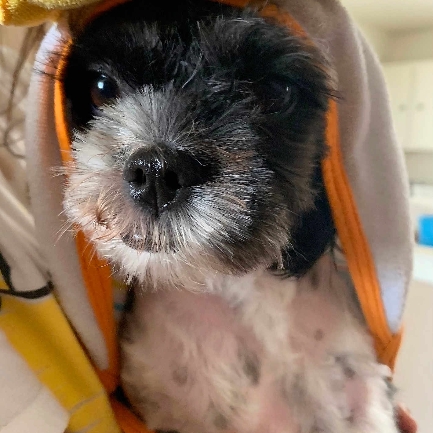Mimi joined the competition — help win amazing prizes! affenpinscher, animal, bag, blanket, canine, clothing, dog, face, hat, head, hood, person, pet, photography, poodle, portrait, puppy, sleeping, terrier, whitedog