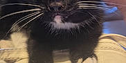 Roxy is registered to the contest to win money with this photo: animal, background, black_and_white, cat, close_up, curious, cute, eyes, face, feline, fur, indoor, kitten, paws, pet, quilted_surface, resting, soft, whiskers, young