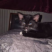 Roxy joined the competition — help win amazing prizes! animal, bed, bedding, black_cat, cat, closeup, cozy, cute, domestic, ears, eyes, feline, flash, indoor, kitten, pet, resting, texture, whiskers, white_paw