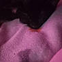 Roxy is registered to the contest to win money with this photo: animal, black_cat, blanket, calm, cat, closeup, cozy, cute, dark, feline, fur, indoor, nap, pet, pink_light, quiet, relaxed, resting, sleeping, soft