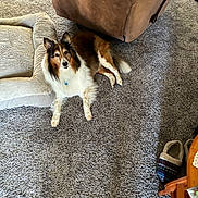 Rusty is registered to the contest to win money with this photo: dog, carpet, dog_bed, slippers, chair, wooden_table, indoor, pet, fur, brown, white, black, relaxing, home, cozy, floor, animal, domestic, laying_down, living_room