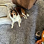 dog, carpet, dog_bed, slippers, chair, wooden_table, indoor, pet, fur, brown, white, black, relaxing, home, cozy, floor, animal, domestic, laying_down, living_room