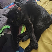 Inky is registered to the contest to win money with this photo: black_cat, cat, pet, animal, bed, blanket, indoor, feline, resting, laying, cozy, comfort, fur, paw, cute, eyes, relaxed, domestic, home, colorful