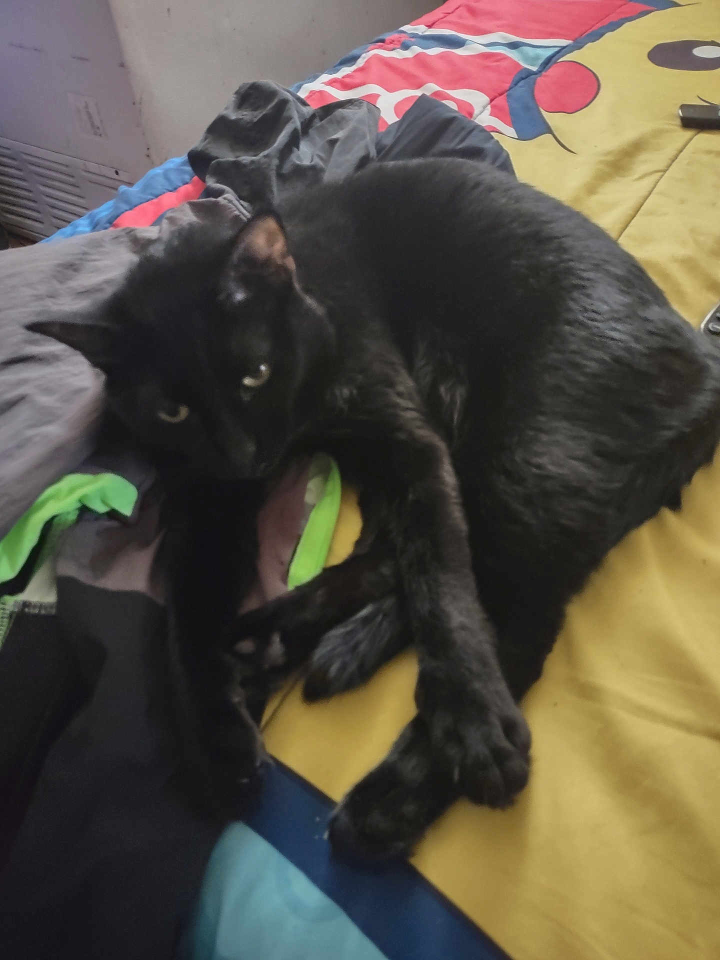 Inky is registered to the contest to win money with this photo: black_cat, cat, pet, animal, bed, blanket, indoor, feline, resting, laying, cozy, comfort, fur, paw, cute, eyes, relaxed, domestic, home, colorful