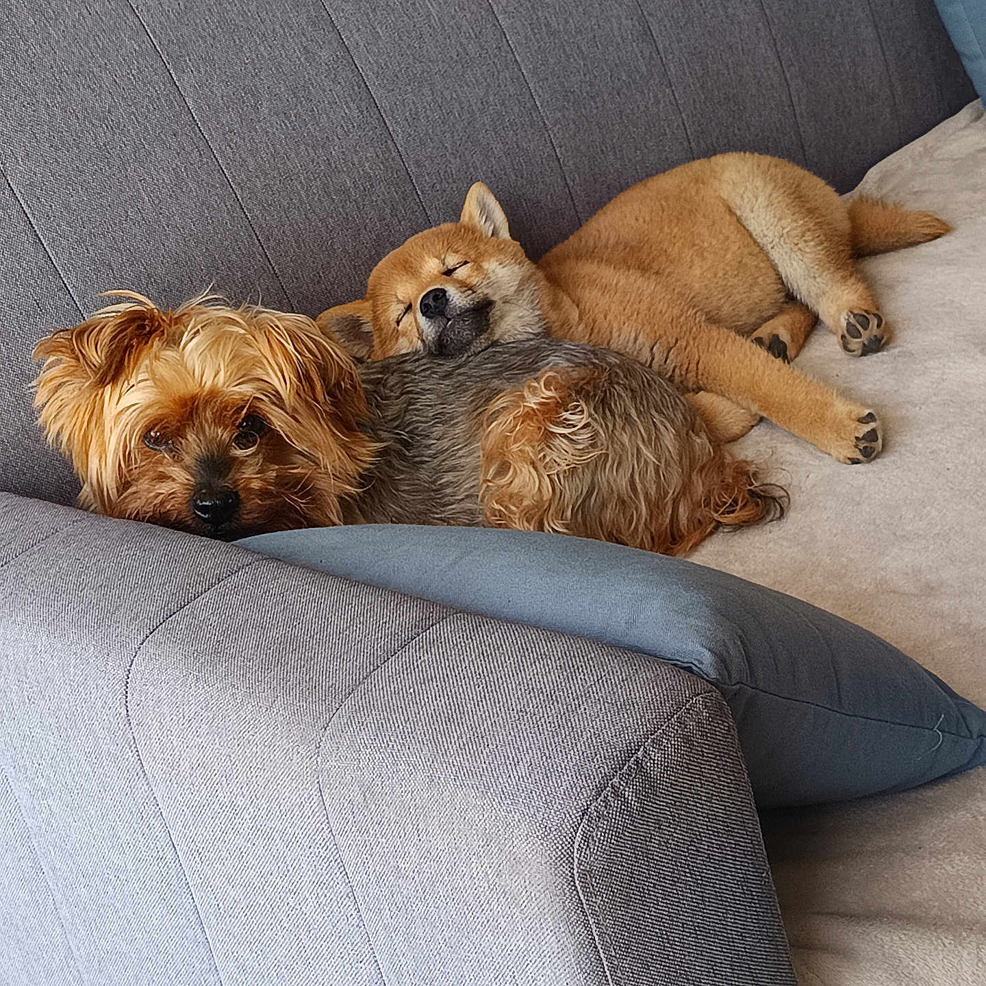 Aska Et Redbull participe au concours pour gagner de l'argent avec cette photo : animal, brown, canine, comfort, companion, couch, cozy, cute, dog, friendship, fur, gray, home, indoor, pet, pillow, relaxation, resting, sleeping, snuggling