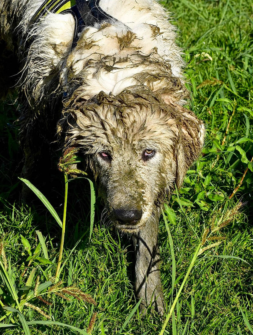 Moky participe au concours pour gagner de l'argent avec cette photo : canidae, carnivore, companion_dog, dog, dog_breed, fur, grass, grass_family, grassland, groundcover, hierochloe, plant, poales, prairie, sporting_group, terrestrial_animal, wildlife