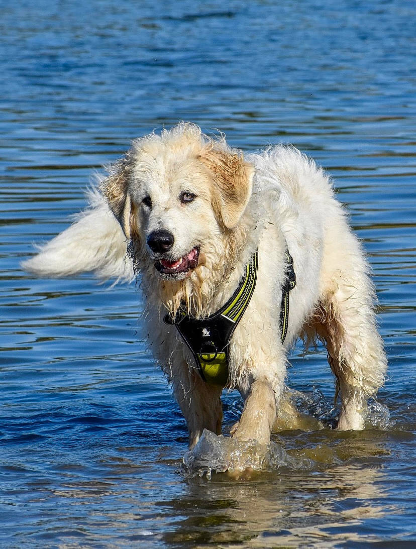 Moky a rejoint le concours — aidez-le/la à gagner de superbes lots ! canidae, carnivore, companion_dog, dog, dog_breed, dog_supply, fluid, gun_dog, hunting_dog, lake, liquid, recreation, retriever, sporting_group, water, working_animal, working_dog